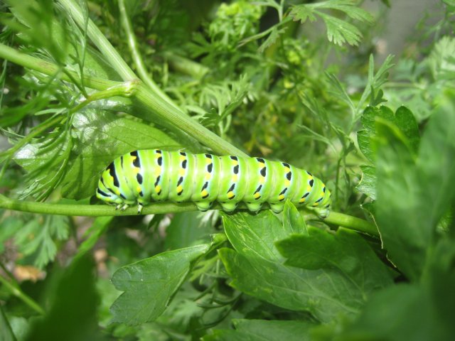 Herb garden visitor