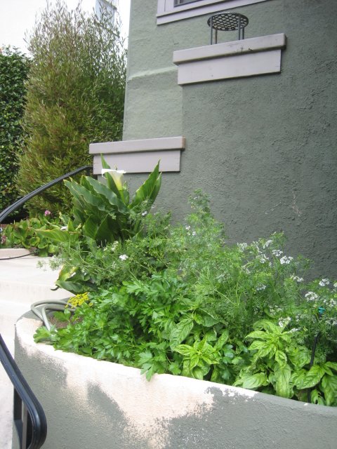 Thriving herb garden